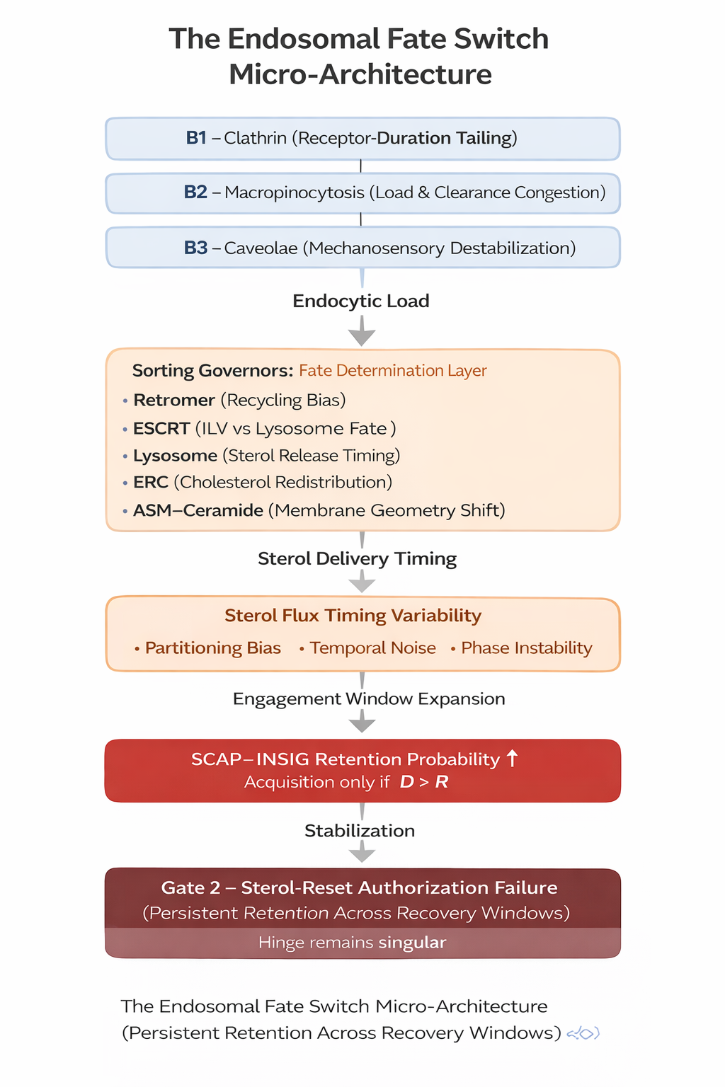 Diagram showing B1 clathrin, B2 macropinocytosis, and B3 caveolae leading to endocytic load, sorting governors, sterol delivery timing variability, expanded engagement window, and increased SCAP–INSIG retention probability when D greater than R.